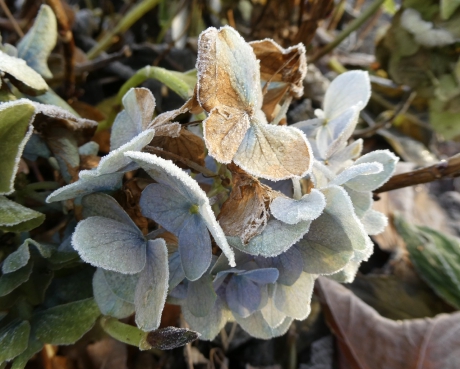 IJsrandje op de hortensia