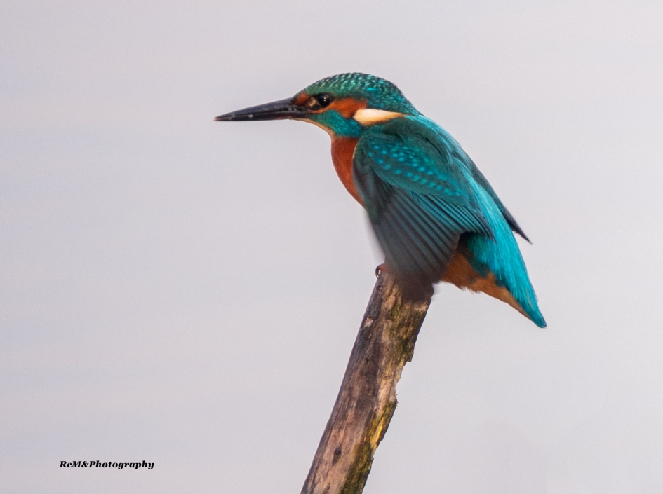 IJsvogel. - Vogels - IJsvogel.