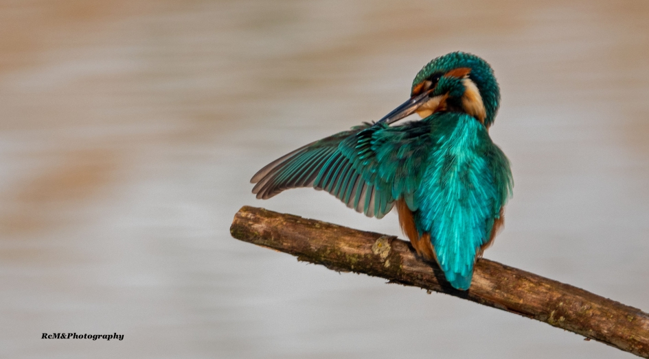 IJsvogel. - Vogels - IJsvogel.