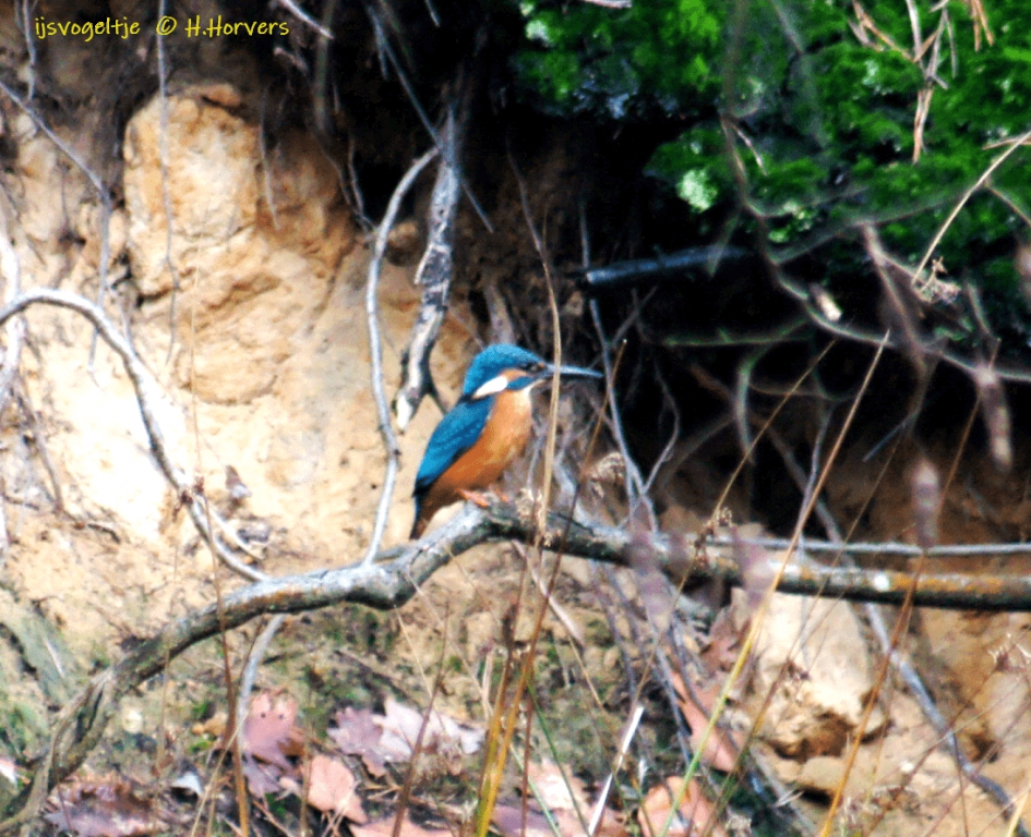 ijsvogeltje - Vogels - ijsvogel