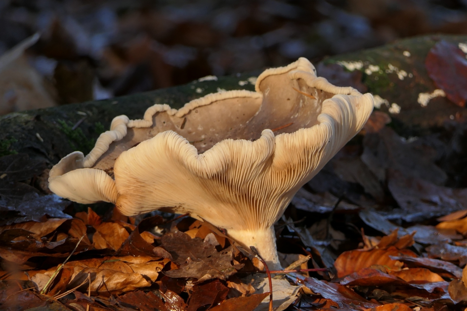 Ik haal de Kerst nog wel. - Schimmels - Nevelzwam