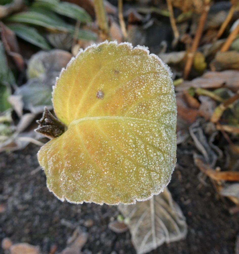 “Suikerblad” - Planten - 