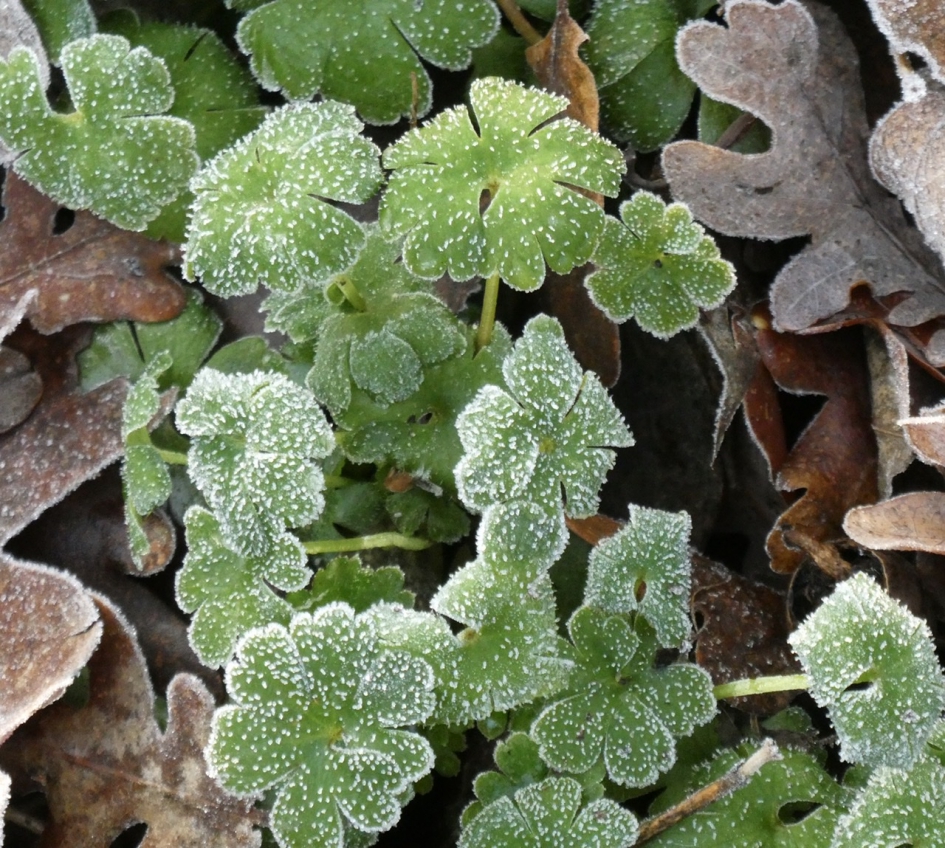 “Besuikerd” - Planten - 