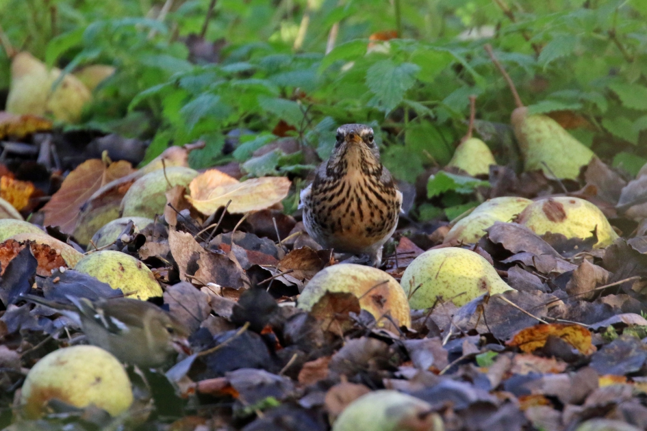 In de oude perenboogerd - Vogels - Kramsvogel