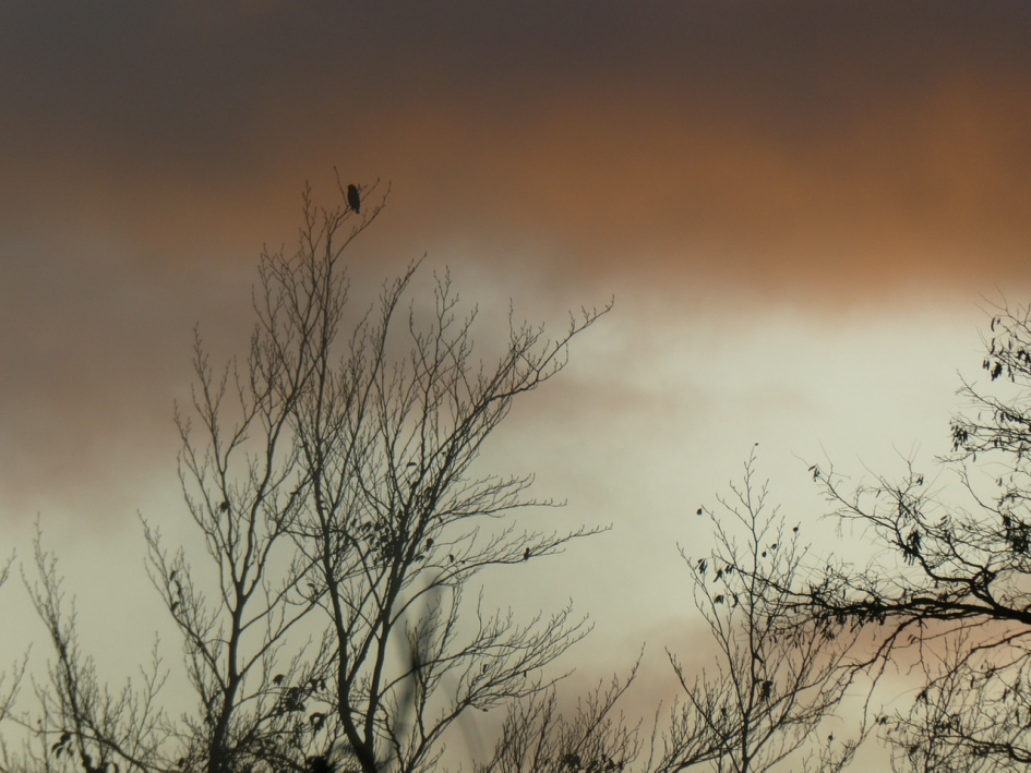 In top! - Vogels - 