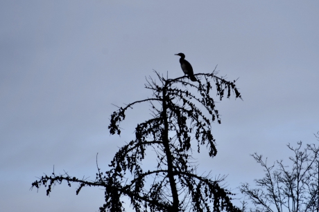 In top