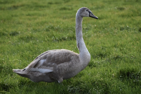 Jonge zwaan