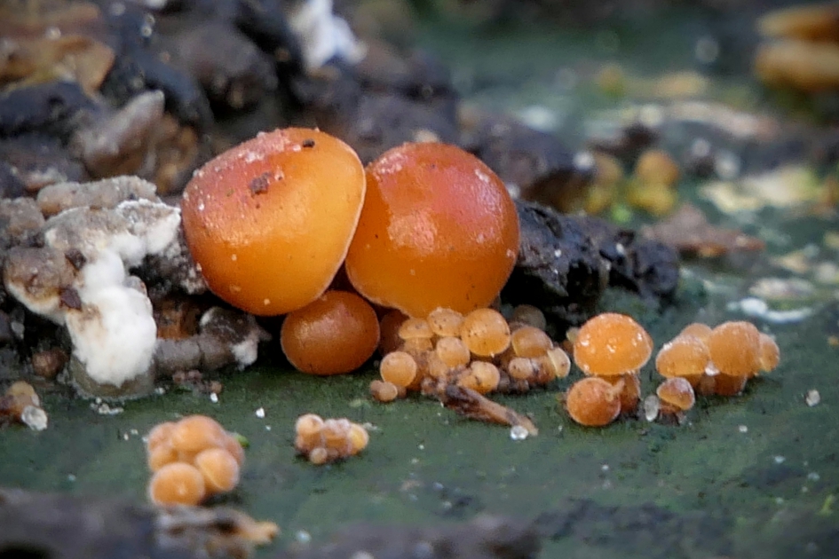 Juweel van fluweel. - Schimmels - Fluweelpootje