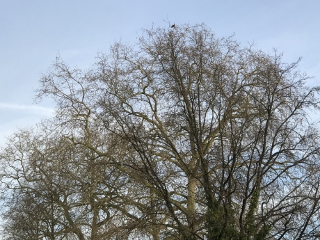 Kale bomen