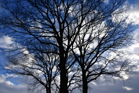 Kale bomen
