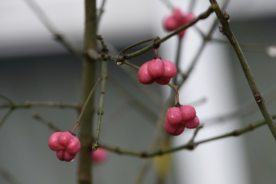 Kardinaalsmuts - Planten - 