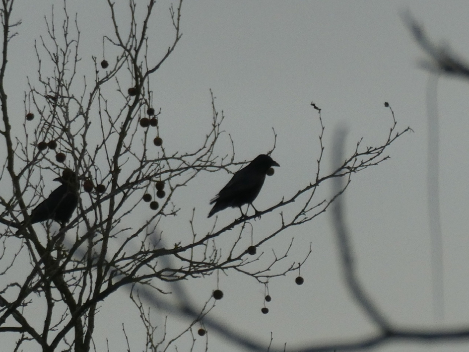 Kauwen.... - Vogels - 