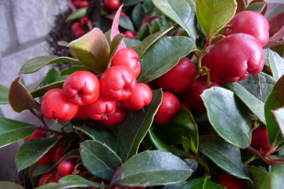 “Kerstbesjes” - Planten - 