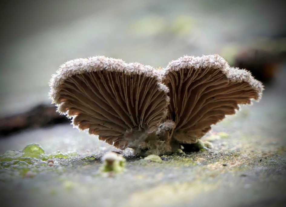 Kerstengel? - Schimmels - Waaiertje