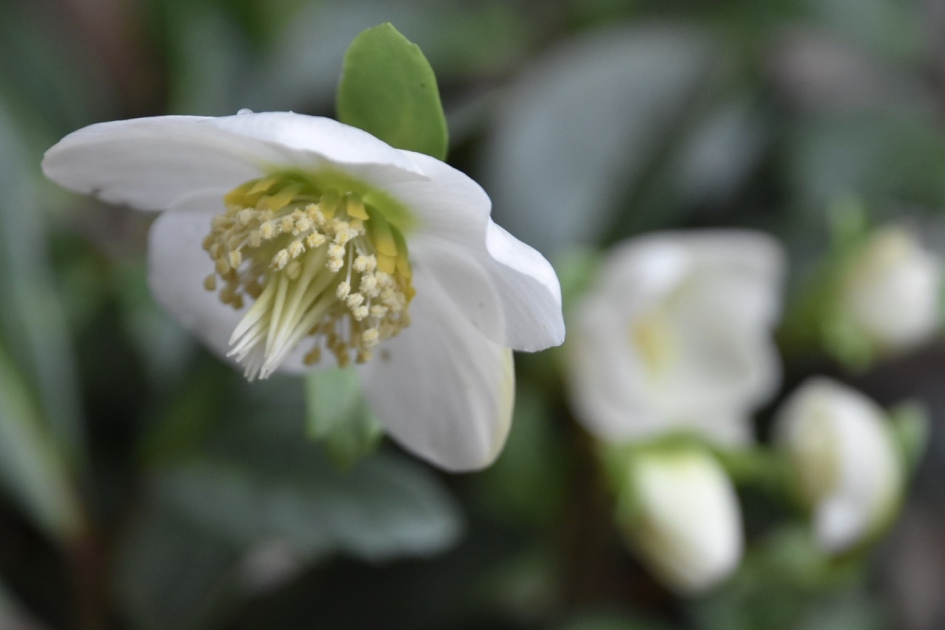 Kerstroos - Planten - 