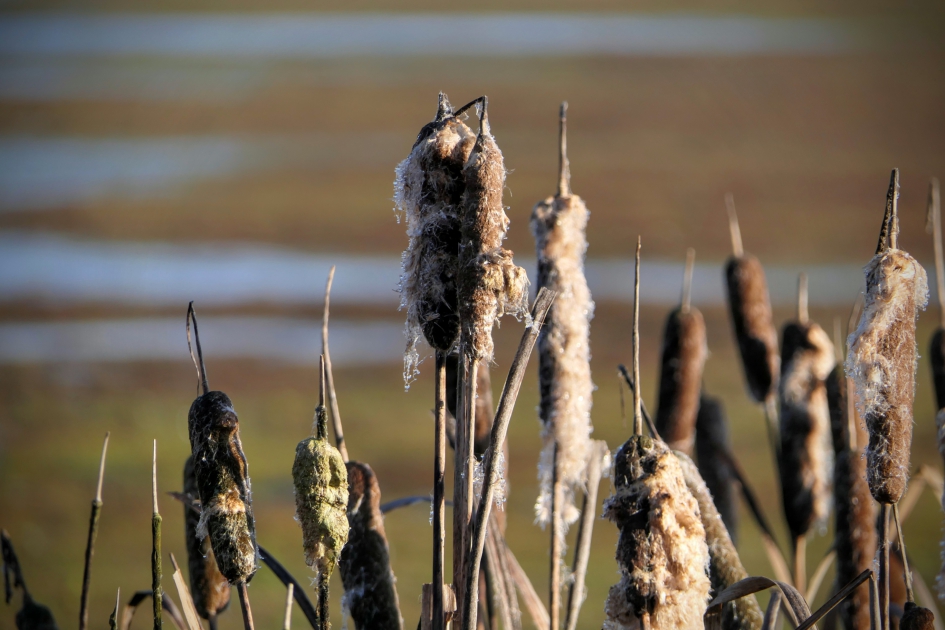 "Klapsigaren" - Planten - Lisdodde