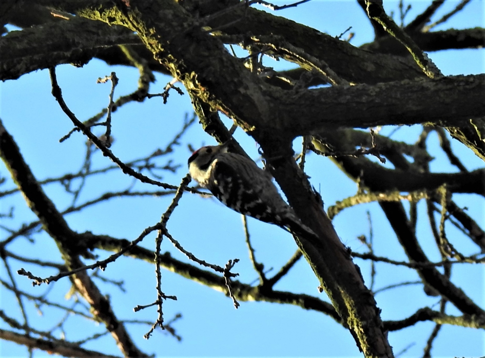 Kleine bonte specht - Vogels - Kleine bonte specht