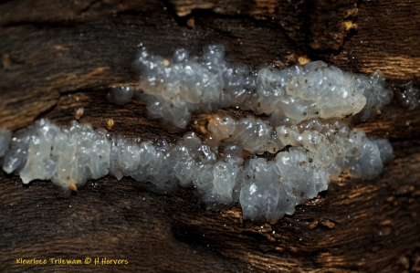 Kleurloze  Trilzwam