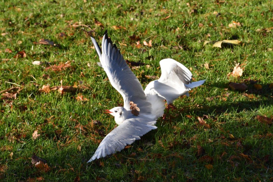 Kokmeeuw - Vogels - 