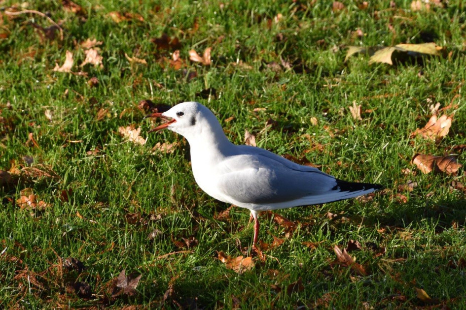 Kokmeeuw - Vogels - 