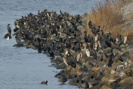 kolonie aalscholvers