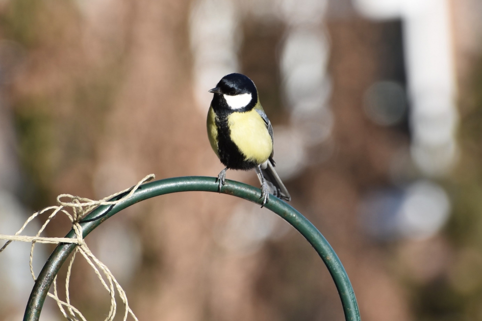 Koolmees - Vogels - 