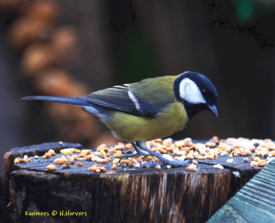 Koolmees - Vogels - Koolmees