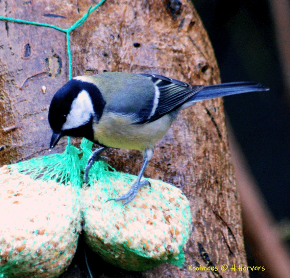 Koolmees - Vogels - Koolmees