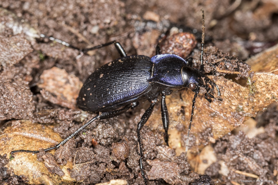 Korrelschallebijter (Carabus problematicus) - Geleedpotigen - Korrelschallebijter