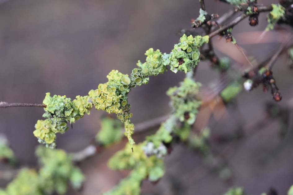 Korstmos - Schimmels - 