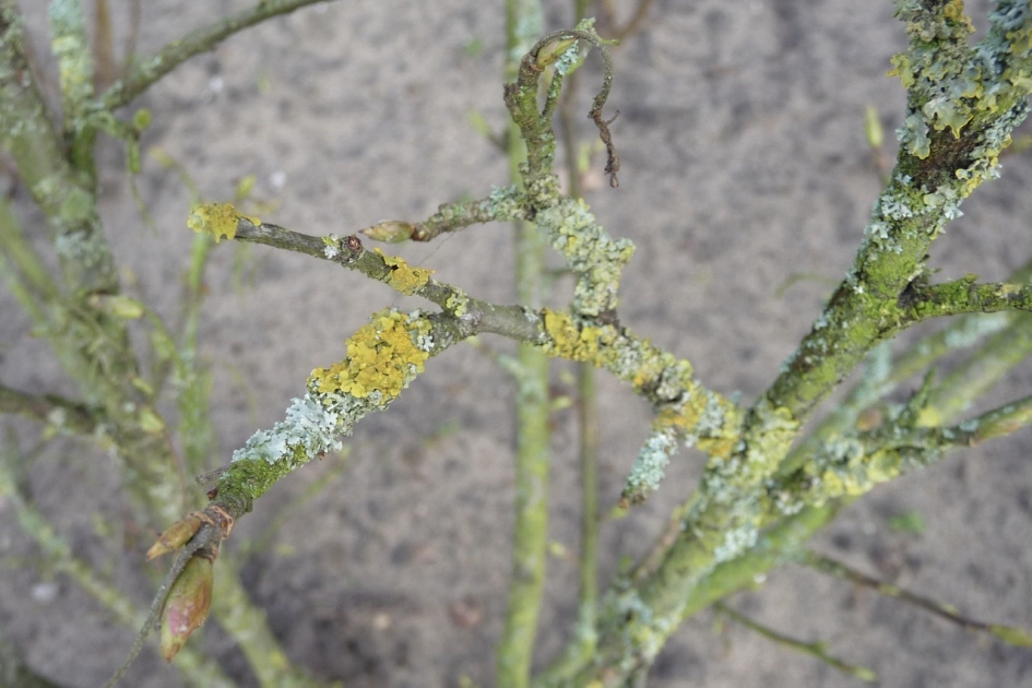 Korstmos - Schimmels - 