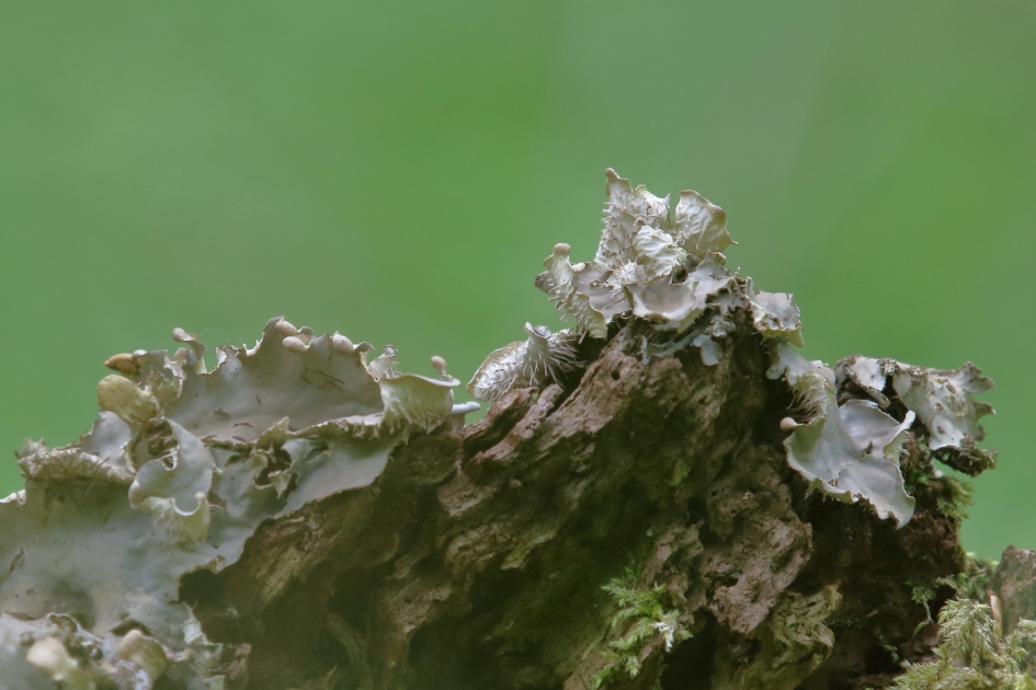 Korstmos met eigen stikstofbehoefte - Planten - 