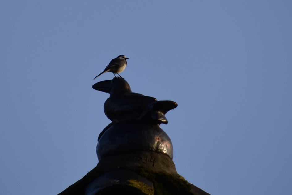 Kwikstaart - Vogels - 