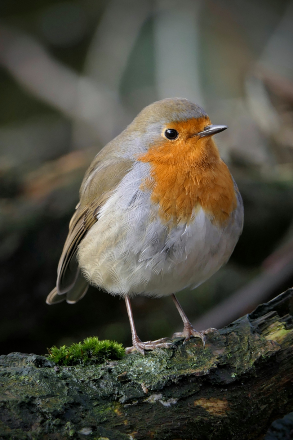 Laat de Kerst maar komen. - Vogels - Roodborst