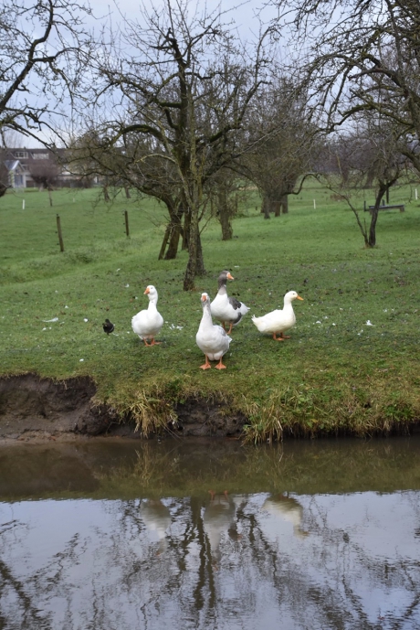 Langs de wetering