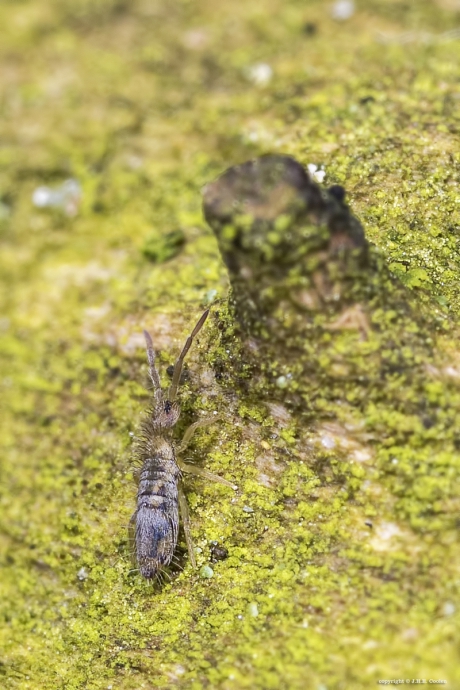 Langwerpig springstaartje