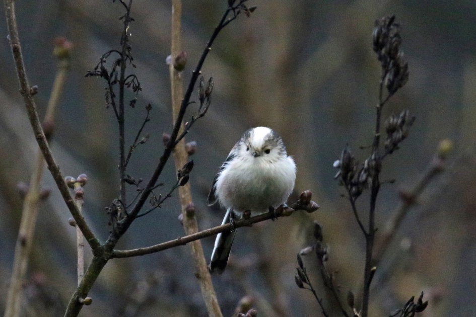 Lichtpuntje in donkere dagen - Vogels - Staartmees