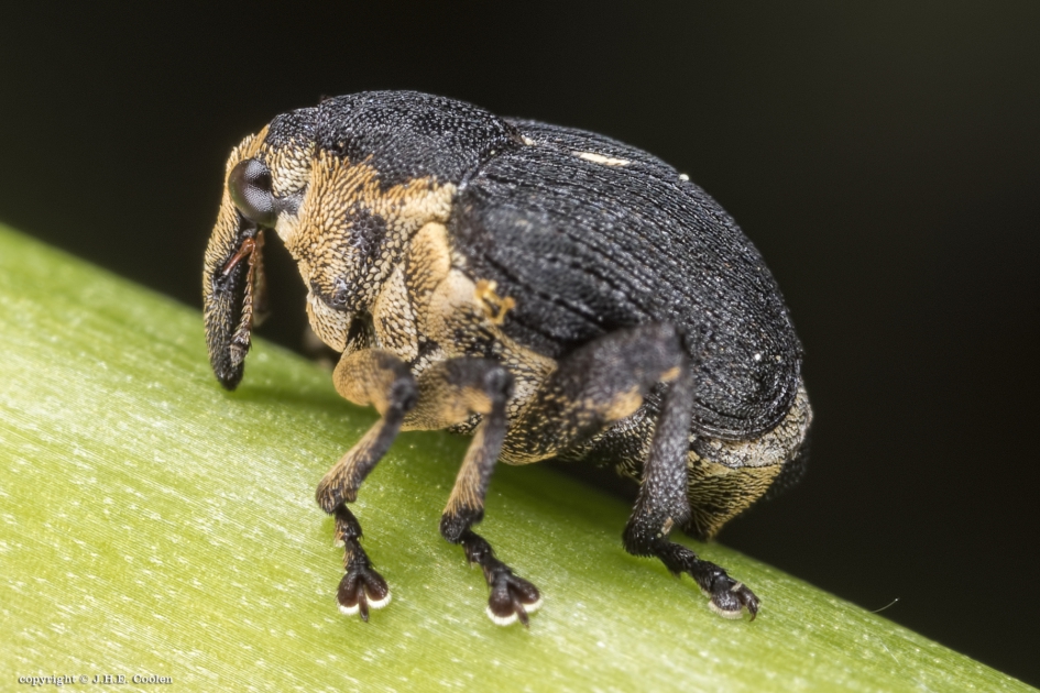 Lissnuitkever of lissenboorder (Mononychus punctum-album) - Geleedpotigen - Lissnuitkever of lissenboorder