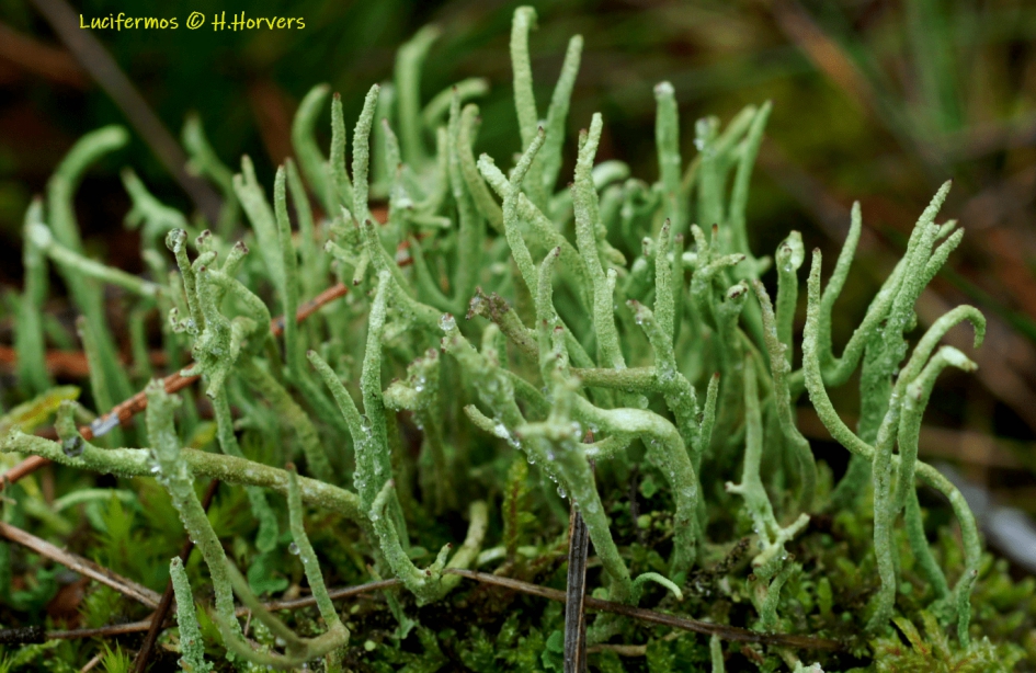 Lucifermos - Planten - Lucifermos