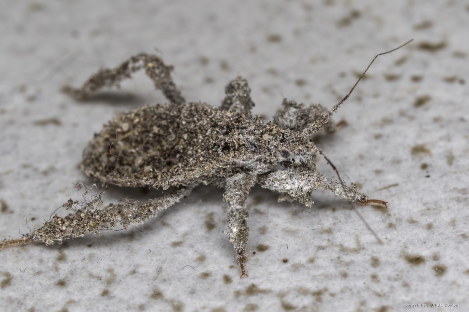 Maskerwants (Reduvius personatus) - Geleedpotigen - Maskerwants