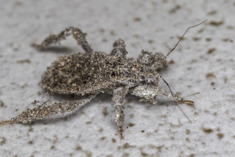 Maskerwants (Reduvius personatus)