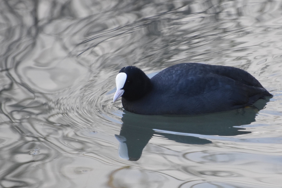Meerkoet - Vogels - 