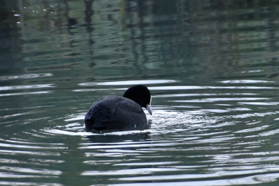 Meerkoet - Vogels - 