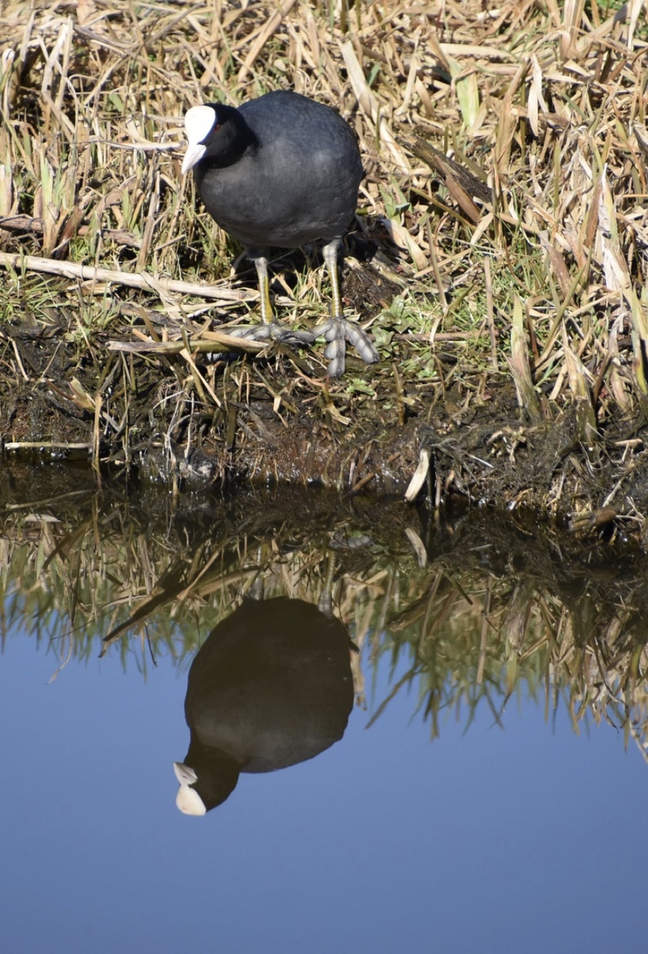 Meerkoet - Vogels - 