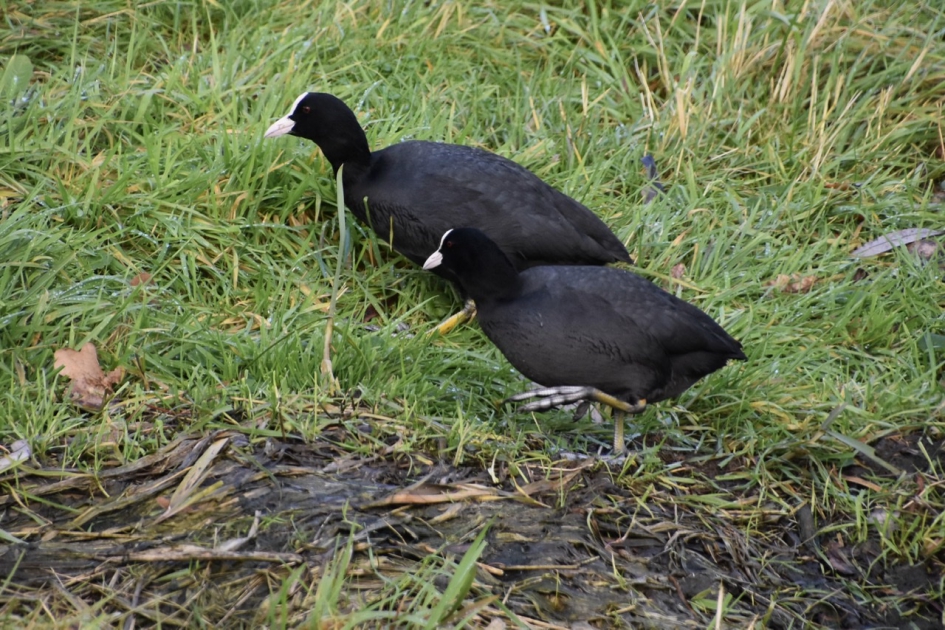 Meerkoeten - Vogels - 