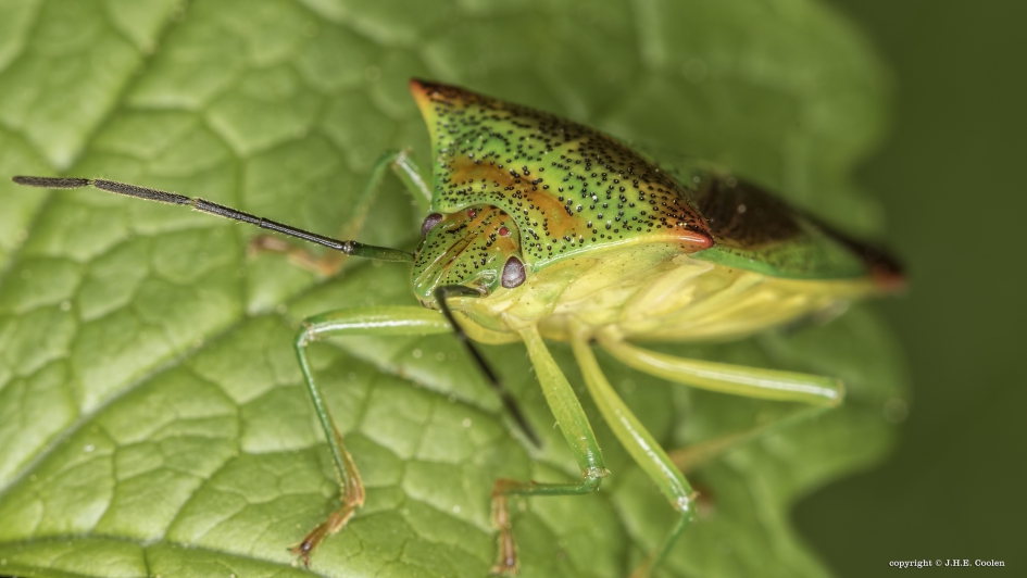 Meidoornkielwants (Acanthosoma haemorrhoidale) - Geleedpotigen - Meidoornkielwants