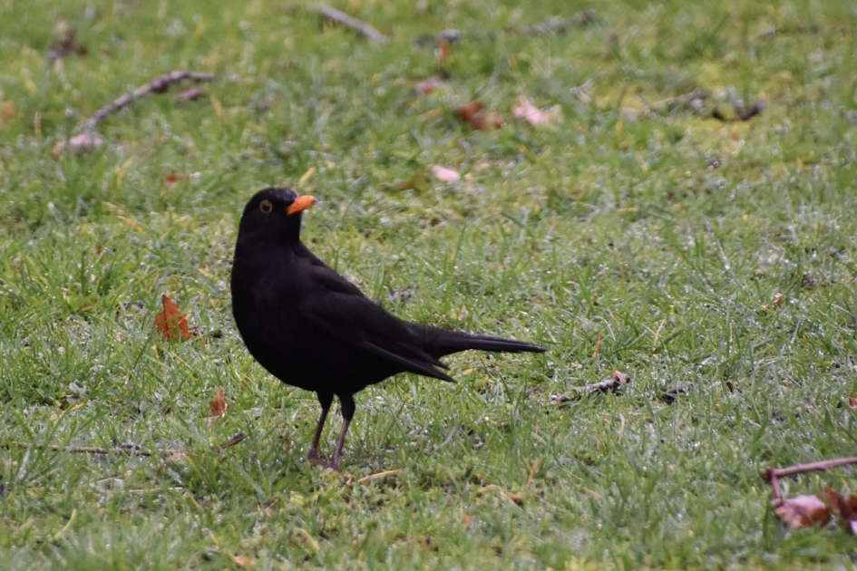 Merel - Vogels - 
