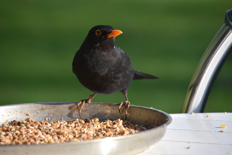 Merel - Vogels - 