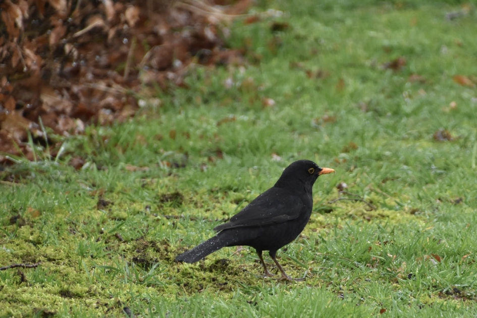 Merel - Vogels - 