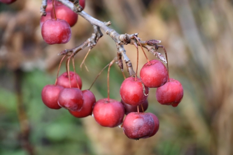 Mini appeltjes